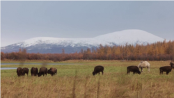 Как энтузиасты в Якутии пытаются спасти вечную мерзлоту Как энтузиасты в Якутии пытаются спасти вечную мерзлоту