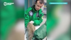 В Алматы появилась служба экстренной ветеринарной помощи: как она работает? В Алматы появилась служба экстренной ветеринарной помощи: как она работает?