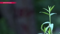 Как Бишкек встал на защиту тысячи деревьев Как Бишкек встал на защиту тысячи деревьев