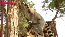 Зоопарк Тбилиси открыт после наводнения Зоопарк Тбилиси открыт после наводнения