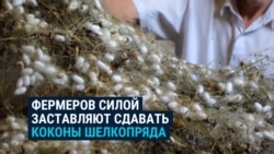 В Узбекистане фермеров принуждают сдавать государству коконы тутового шелкопряда  В Узбекистане фермеров принуждают сдавать государству коконы тутового шелкопряда