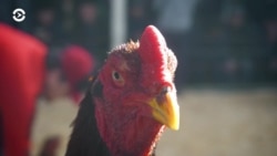 Азия 360: петушиные бои в Худжанде Азия 360: петушиные бои в Худжанде