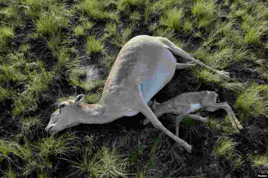 Погибшие самка сайгака с детёнышем. Костанайская область, 20 мая 2015 года  