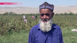 Новые технологии или госдотации? Как Таджикистан пытается поддержать хлопковую индустрию Новые технологии или госдотации? Как Таджикистан пытается поддержать хлопковую индустрию