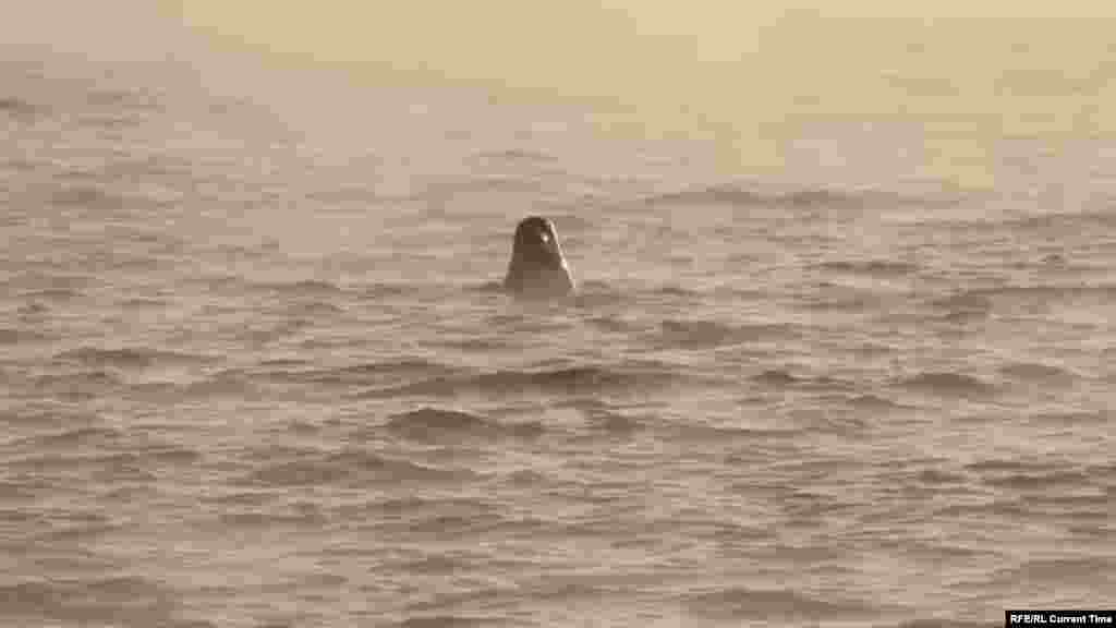 Дикая природа с тюленями, нерпами и китами соседствует здесь с артефактами советского прошлого – чудом уцелевшими скелетами рыболовецких судов. Еще сравнительно недавно о Териберке знали только самые искушенные туристы