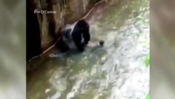 Активисты требуют справедливости для Харамбе Активисты требуют справедливости для Харамбе