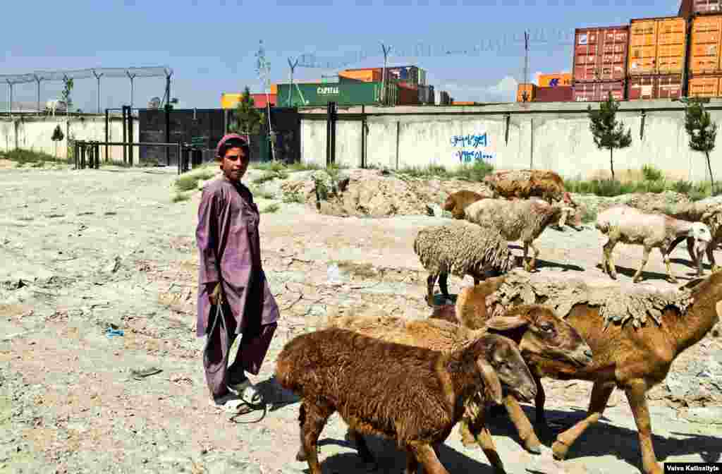 Кучи владеют 30% домашнего скота всей страны: они содержат стада верблюдов, овец и козлов, которые являются источниками мяса, молока и ткани