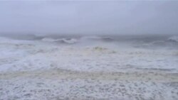 Устрицы "Блю Поинт" возвращаются в Нью Йорк Устрицы "Блю Поинт" возвращаются в Нью Йорк