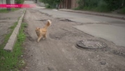 Дорожные ямы с лицом киевского мэра Кличко Дорожные ямы с лицом киевского мэра Кличко