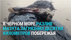 Десятки километров берега и десятки животных в мазуте: последствия крушения двух танкеров в Черном море Десятки километров берега и десятки животных в мазуте: последствия крушения двух танкеров в Черном море
