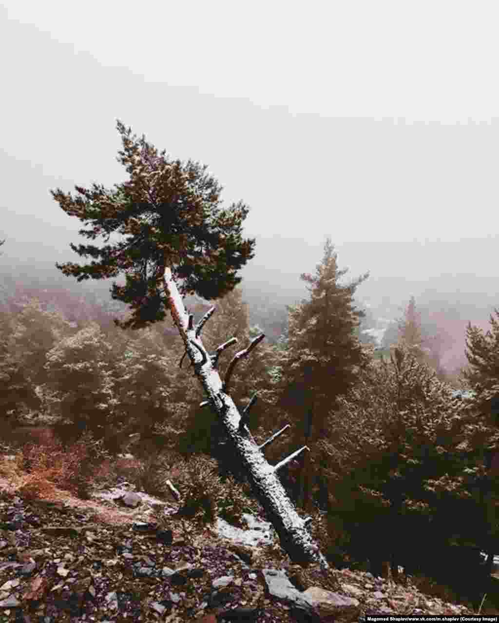 Во время телефонного разговора с нашим корреспондентом Шапиев рассказал, что его любовь к пейзажной фотографии родом из детства. "Я вырос в горах. Когда я был ребенком, я постоянно попадал в небольшие приключения и зарисовывал все, что видел"