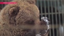 Посттравматический медвежий синдром: как возвращают к жизни косолапых, пострадавших от человека Посттравматический медвежий синдром: как возвращают к жизни косолапых, пострадавших от человека