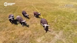 #ВУкраине: cпасти заповедник Аскания-Нова #ВУкраине: cпасти заповедник Аскания-Нова