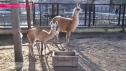 Зоопарк на линии фронта Зоопарк на линии фронта