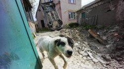 Собака проходит мимо воронки после обстрела в Харькове 11 мая 2022 года