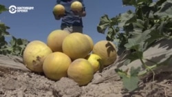 в Таджикистане собирают урожай арбузов и дынь в Таджикистане собирают урожай арбузов и дынь