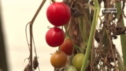 #ВУкраине: как столице томатов стать курортом #ВУкраине: как столице томатов стать курортом