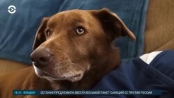 Детали: как саранча распознает рак у людей Детали: как саранча распознает рак у людей