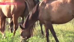 Лошади на линии фронта Лошади на линии фронта