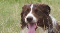 Бизнес-план: пастушья служба для собак Бизнес-план: пастушья служба для собак