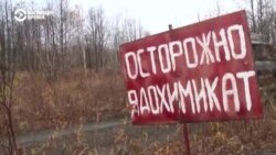 Кто и как расследует отравление животных в Авачинском заливе на Камчатке