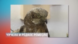 Пятое время года: как в Молдове осталось всего три таксидермиста Пятое время года: как в Молдове осталось всего три таксидермиста