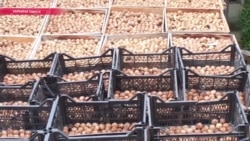 Кто устраивает "ореховые войны" в Украине Кто устраивает "ореховые войны" в Украине