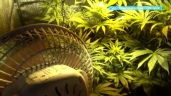 Парализованного краснодарца обвиняют в сбыте наркотиков и хранении боеприпасов Парализованного краснодарца обвиняют в сбыте наркотиков и хранении боеприпасов