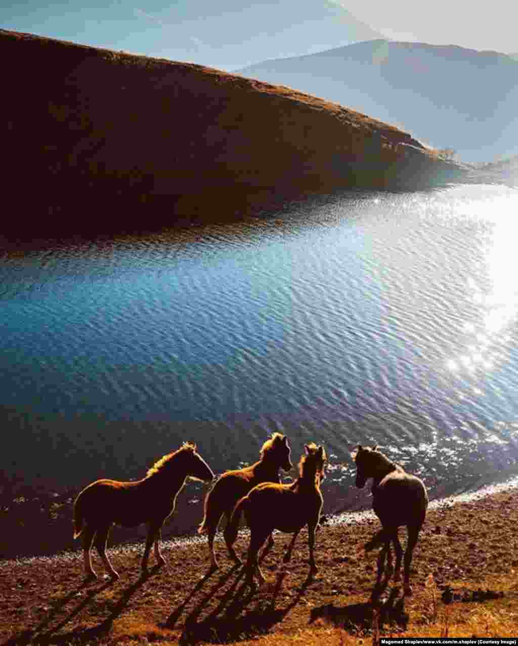 Эта фотография – самая популярная в инстаграме Шапиева. "Я сделал ее в прошлом году на границе с Грузией. Нам пришлось уговаривать пограничников, чтобы они разрешили туда спуститься, – говорит Шапиев. – Солнце ярко сияло, и ветер играл на воде. А потом я увидел этих лошадей"