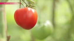 Помидор Вова Путин Помидор Вова Путин