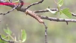 Биологическая война на фисташковых деревьях Биологическая война на фисташковых деревьях