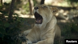 Львица в Тбилисском зоопарке