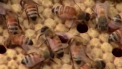 Спасти мед от исчезновения Спасти мед от исчезновения