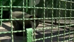 Зоопарк в 20 км от фронта: сотни зверей могут не пережить наступления России на Покровск Зоопарк в 20 км от фронта: сотни зверей могут не пережить наступления России на Покровск