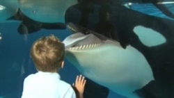 Американским китам-убийцам запретили размножаться Американским китам-убийцам запретили размножаться