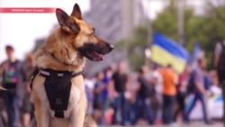 "Украинцам навязывается гомосексуализм", – как в Киеве не удалось сорвать гей-парад "Украинцам навязывается гомосексуализм", – как в Киеве не удалось сорвать гей-парад