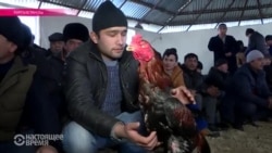 Петушиные бои: любимое развлечение Центральной Азии Петушиные бои: любимое развлечение Центральной Азии