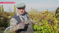 Пять долларов в день, но доллар идет на налоги: как и сколько зарабатывает сельская Молдова? Пять долларов в день, но доллар идет на налоги: как и сколько зарабатывает сельская Молдова?