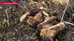 "Черные копатели" разрыли в Липецке кладбище немецких военнопленных "Черные копатели" разрыли в Липецке кладбище немецких военнопленных