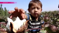 В Кыргызстане заканчивается сезон сбора хлопка В Кыргызстане заканчивается сезон сбора хлопка