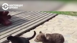 Удивительная история дважды спасенного медвежонка Мансура Удивительная история дважды спасенного медвежонка Мансура