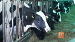 Миллионер из Казахстана захотел стать фермером в Тверской губернии Миллионер из Казахстана захотел стать фермером в Тверской губернии