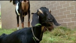 Нью-Йорк взял на работу четырех козлов. Что из этого вышло? Нью-Йорк взял на работу четырех козлов. Что из этого вышло?