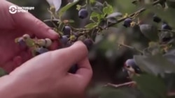 Фермеры в Балтии требуют вернуть им гастарбайтеров: некому собирать урожай Фермеры в Балтии требуют вернуть им гастарбайтеров: некому собирать урожай