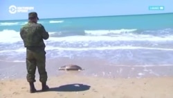 В Каспийском море массово гибнет рыба: что происходит?  В Каспийском море массово гибнет рыба: что происходит?