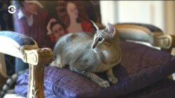 Художники покидают Нью-Йорк Художники покидают Нью-Йорк