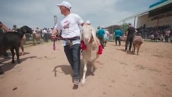 Азия 360°: бараны по цене квартиры. Самые дорогие животные ЦА  Азия 360°: бараны по цене квартиры. Самые дорогие животные ЦА