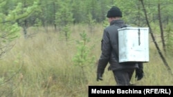 Сборщик клюквы с "турачом" за спиной