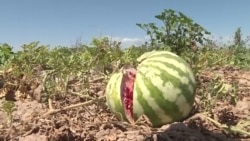 Жара оставила Таджикистан без арбузов Жара оставила Таджикистан без арбузов