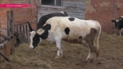 Турецкого фермера высылают как "угрозу безопасности России" Турецкого фермера высылают как "угрозу безопасности России"